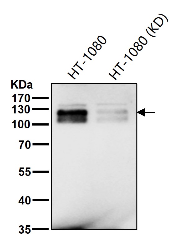 KSR1 Ab