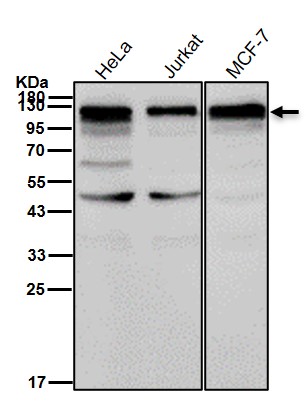 KSR1 Ab