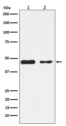 PDK2 Ab