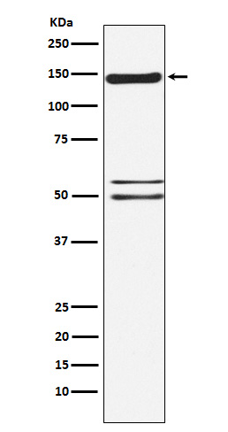 SynGAP Ab