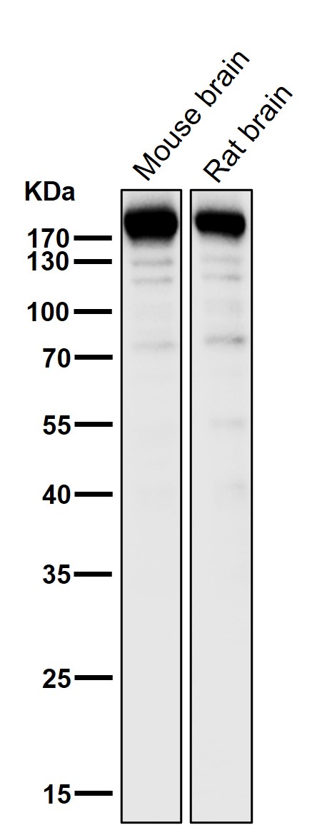 SynGAP Ab