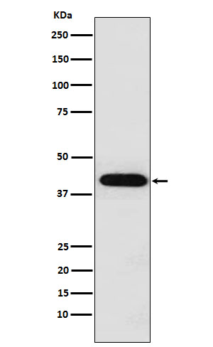 Inhibin alpha chain Ab