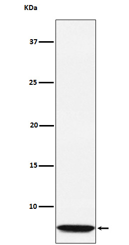 Glucagon Ab