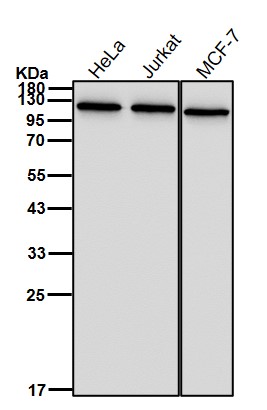 PGC1 beta Ab