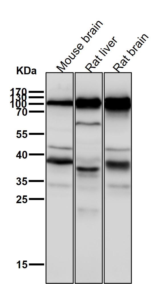 Disks large homolog 2 Ab