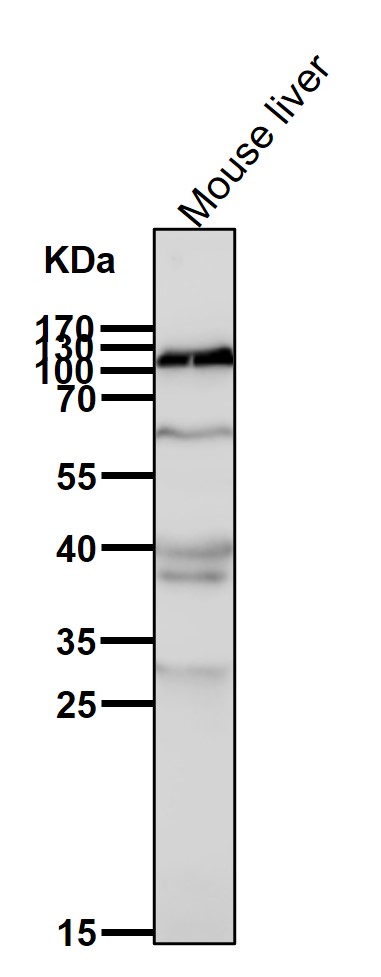 Disks large homolog 2 Ab