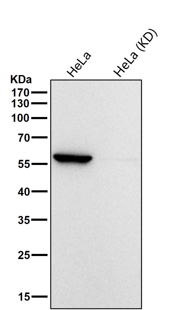 KPNA2 Ab