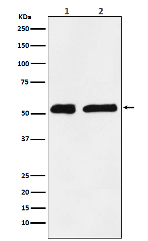 KPNA2 Ab