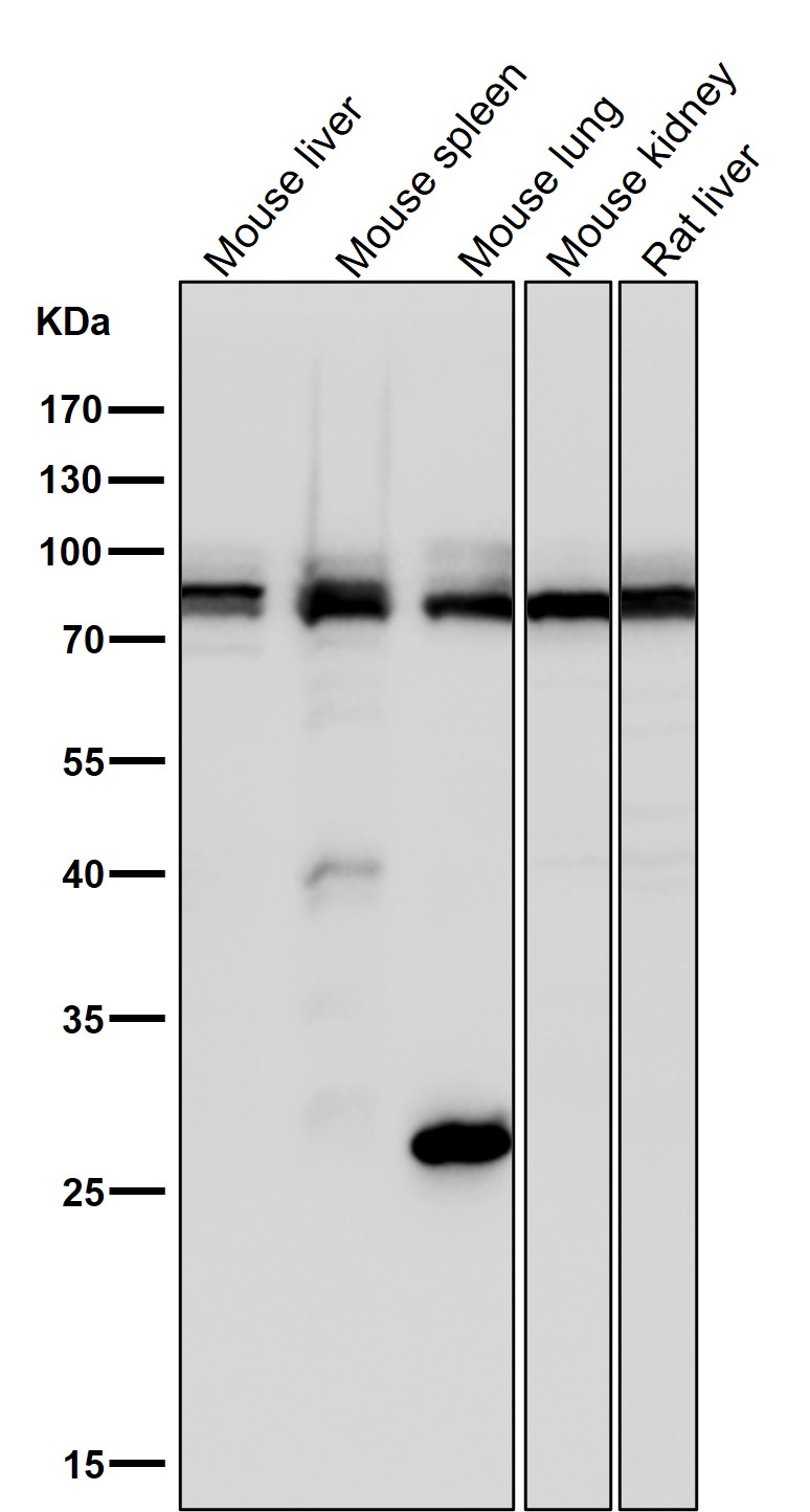 PDCD6IP Ab