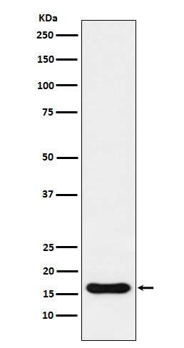 IBA1 Ab