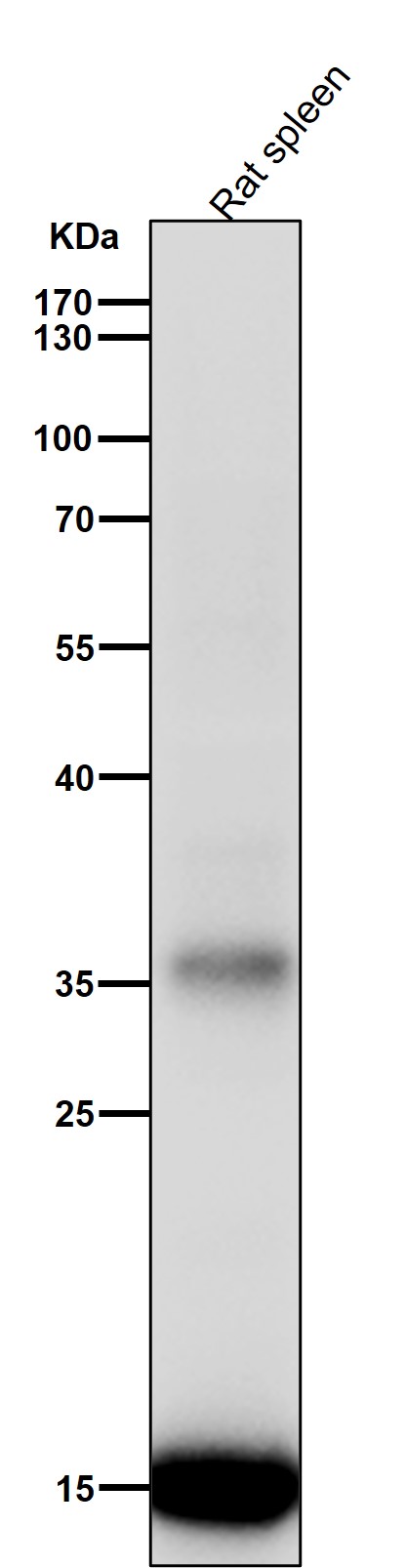 IBA1 Ab