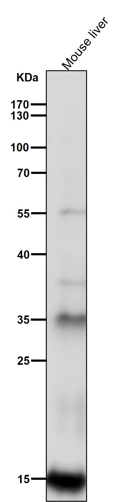 IBA1 Ab