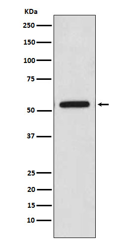 CaMKII beta/gamma Ab