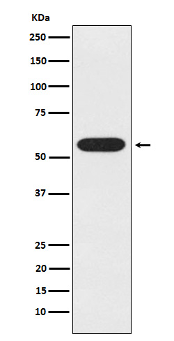 UAP1 Ab