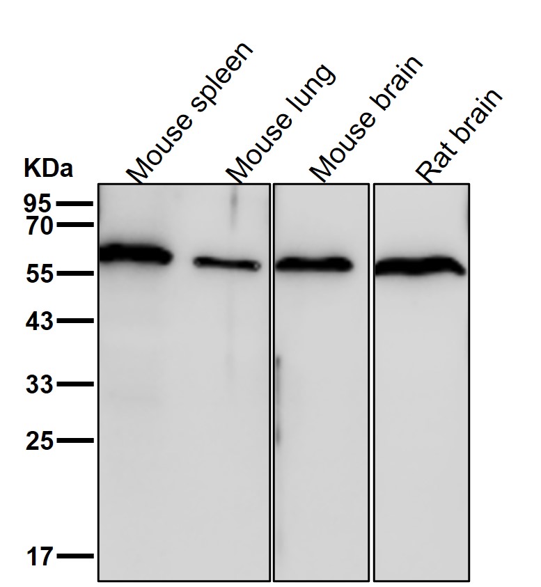 UAP1 Ab