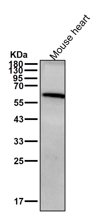 UAP1 Ab