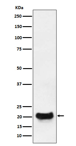 Dynactin 5 Ab