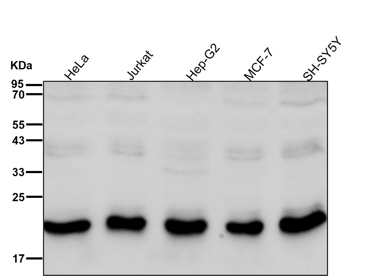 Dynactin 5 Ab