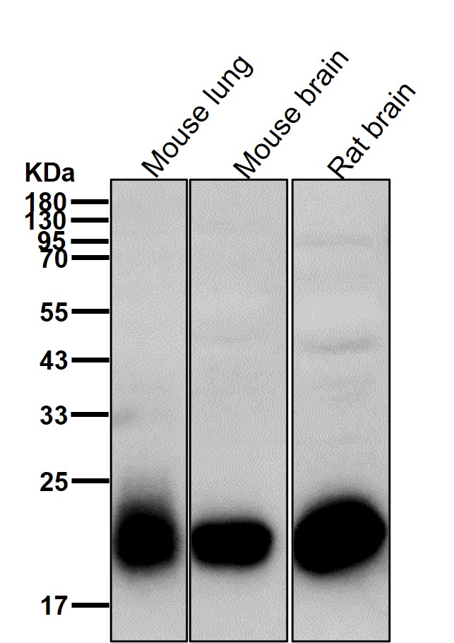 Dynactin 5 Ab