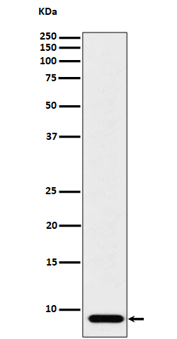 ATP5MC1 Ab