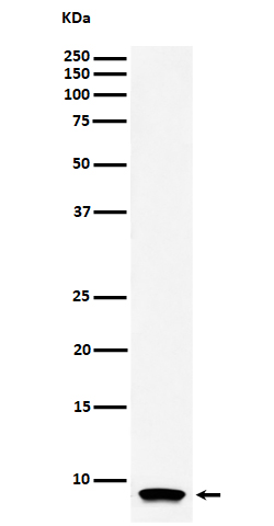 ATP5MC1 Ab