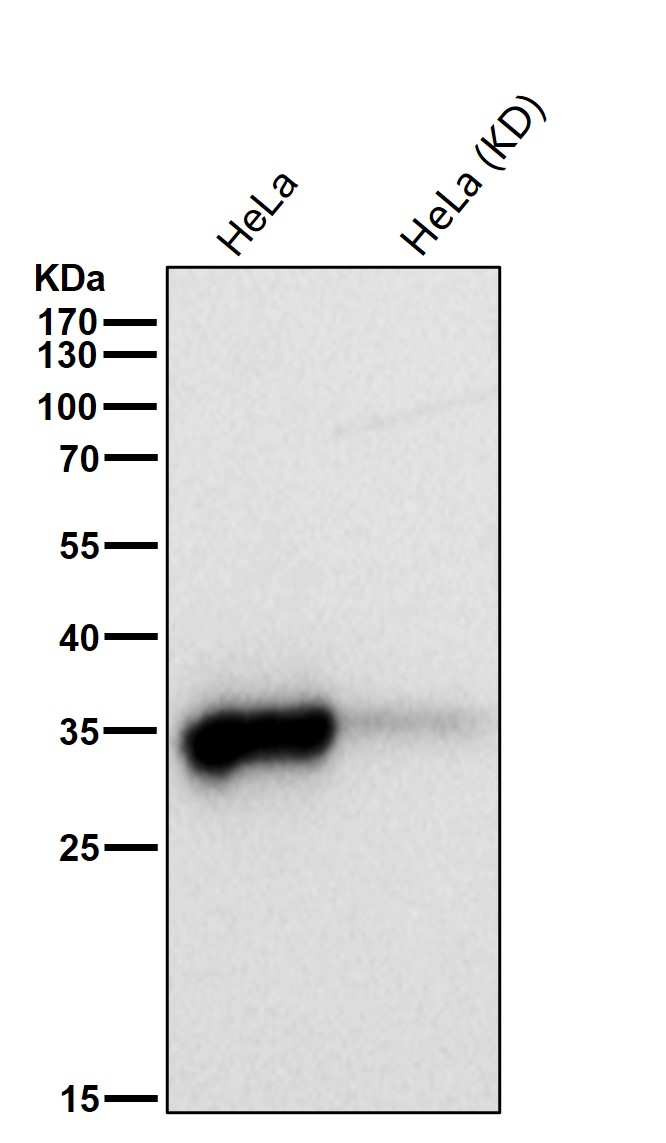 MDH2 Ab