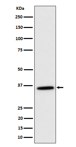 MDH2 Ab