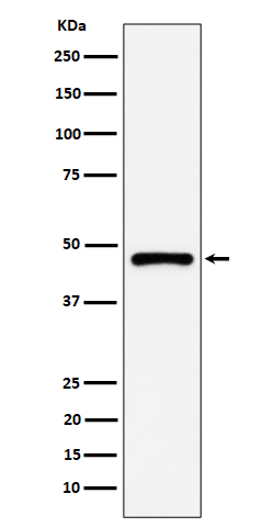 PSMC5 Ab