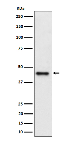 DAZ associated protein 1 Ab