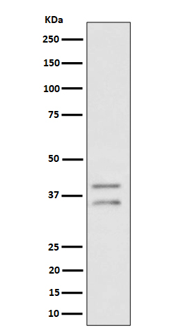 UFD1 Ab