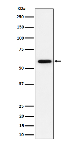 PRPF31 Ab