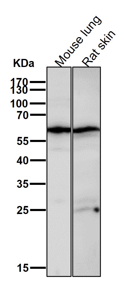 PRPF31 Ab