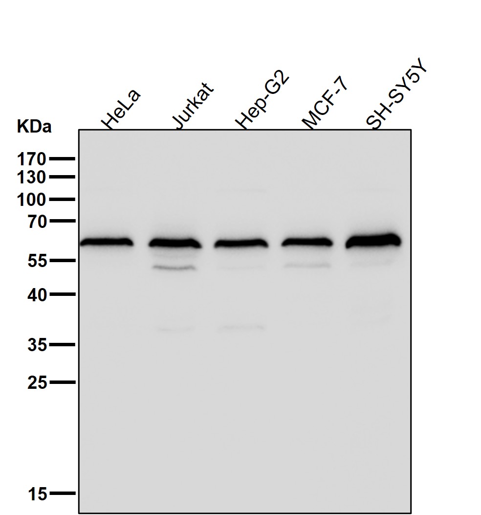 PRPF31 Ab