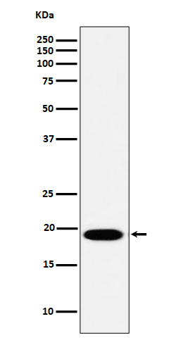 MSRB3 Ab