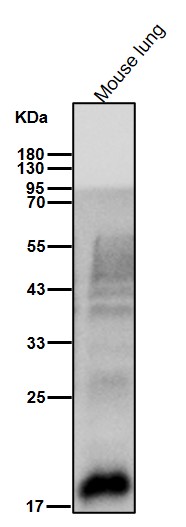 MSRB3 Ab