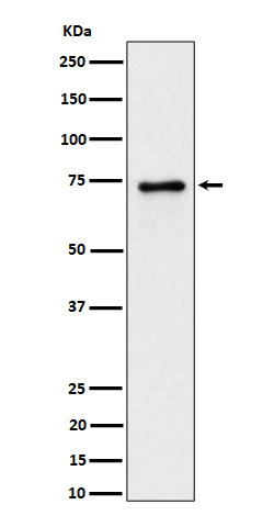 PTPRR Ab