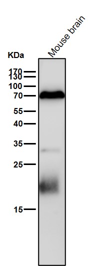 PTPRR Ab