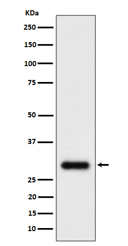 TMEM192 Ab