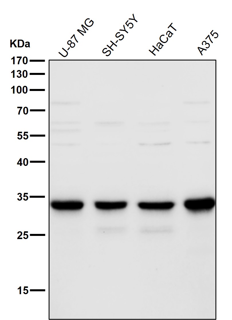 TMEM192 Ab