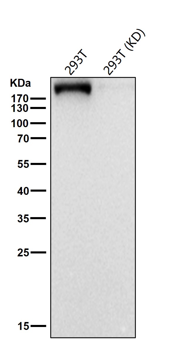 IQGAP2 Ab