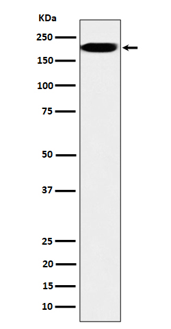 IQGAP2 Ab