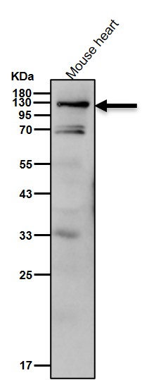 p-RBL2 (T986) Ab