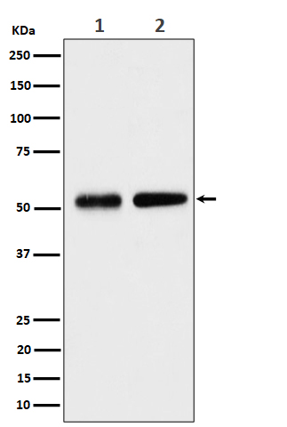 Septin 8 Ab