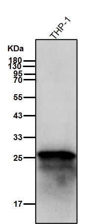 Complement factor D Ab