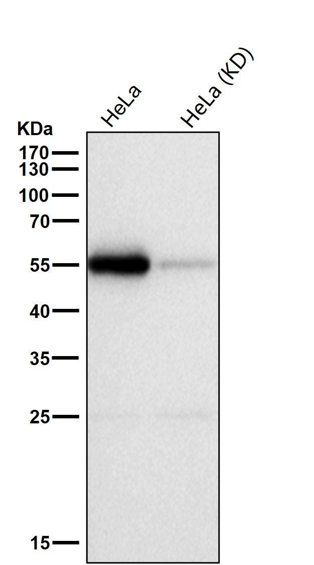 X Pro dipeptidase Ab