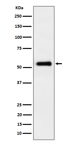 X Pro dipeptidase Ab