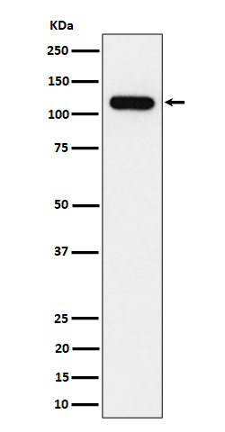 NOLC1 Ab