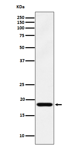 EMC4 Ab