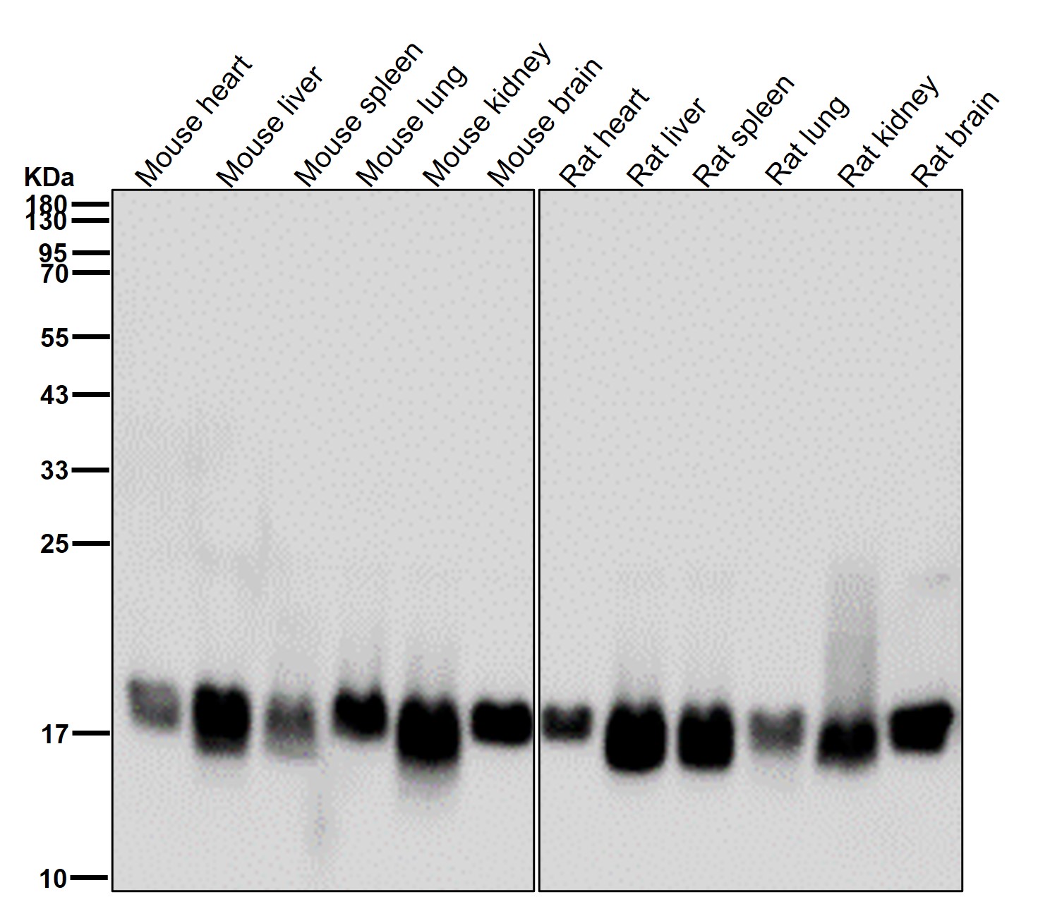 EMC4 Ab