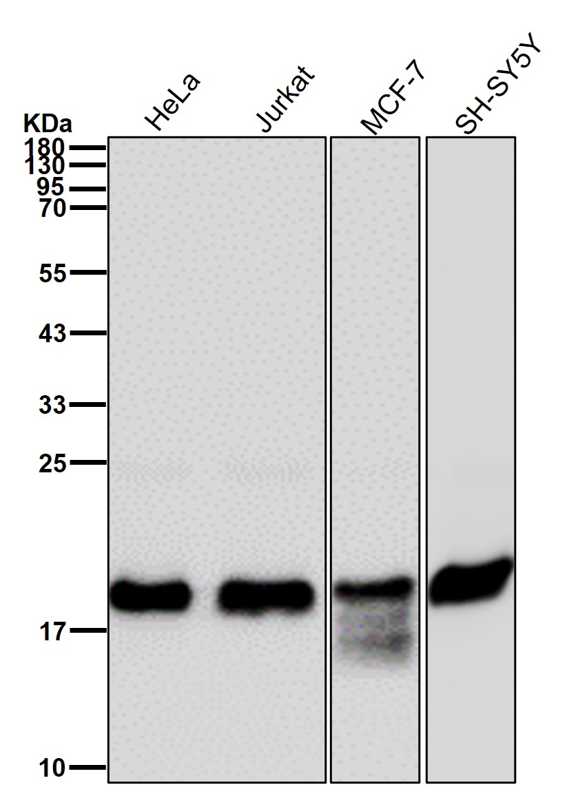 EMC4 Ab